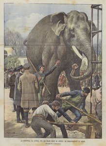 Die Abreise von Jingo aus London in die Vereinigten Staaten, die Abschiedsdemos