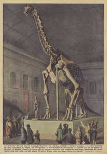Das Skelett des größten jemals existierenden Landtieres, des Brachiosaurus von Achille Beltrame