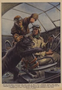 Ein Bär, der auf der Luftlinie von New York nach Pittsburgh transportiert wurde, entkam aus dem Käfig? von Achille Beltrame