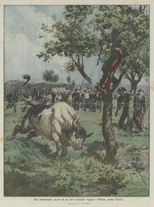 Eine aufregende Jagd auf einen argentinischen Stier, der in Rifredi bei Florenz entkommen ist