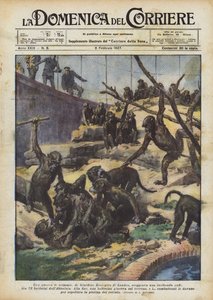 Ein Affenkrieg