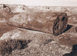 Die große Holzkanone im versteinerten Wald von Adam Clark Vroman