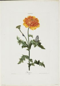 Papauer I. 106. Morpheus, aus Hortus Nitidissimis, 1773