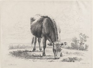 Weidende Kuh, 1805 von Adam von Bartsch