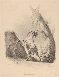 Ziege in einer Landschaft von Adam von Bartsch