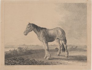 Pferd steht auf einem Feld im Profil nach links
