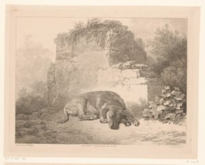 Schlafender Hund vor einer Mauer
