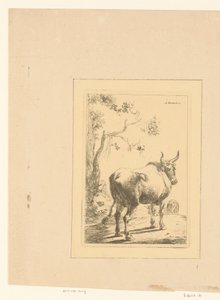 Stier von hinten gesehen