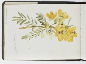 Skizzenbuch mit Aquarellen, Zeichnungen und Notizen, Mexiko, 1896-1898