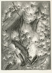 Seidenpflanzen-Ballett von Adolf Ernst Meissner