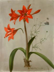 Amaryllis und Gilia