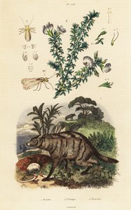 Erdwolf, Arabische Erbse und Laus