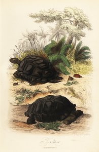 Aldabra-Riesenschildkröte, Aldabrachelys gigantea, gefährdet