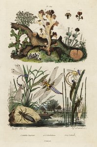 Libellen, 1834-1839 (Gravur) von Adolph (after) Fries