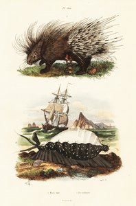 Gewöhnliches Stachelschwein und Tigerkowie