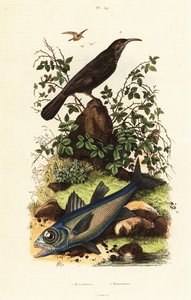 Graukronen-Babbler und Schwarzer Kardinalfisch von Adolph (after) Fries