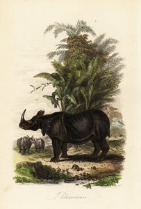 Indisches Nashorn, Rhinoceros unicornis, gefährdet