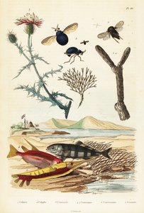 Flockenblume, Fisch und Käferfliegen