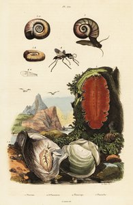 Auster, Spinnenwespe und Schnecke