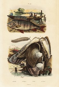Flussbarsch, Perlenauster, Samtwurm und Florfliege (Stich) von Adolph (after) Fries
