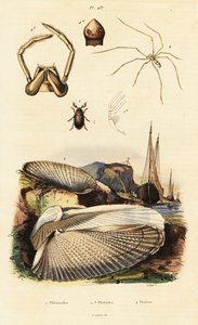 Bohrmuschel, Muschel, Käfer und Spinne