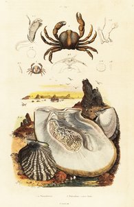Stachelkrabben und Perlenauster (Gravur)