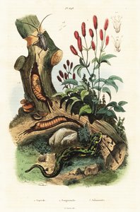 Salamander, Käfer und Großer Wiesenknopf