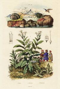 Meeresschnecken und Tabakpflanze, 1834-1839 (Gravur) von Adolph (after) Fries