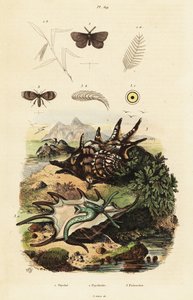 Spinnenschnecke und Abflussfliegen