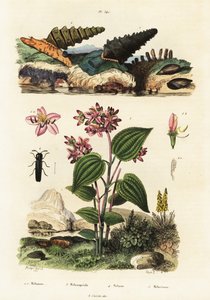 Trompetenschnecken, Soldatenkäfer und Clidemia, 1834-1839 (Gravur)
