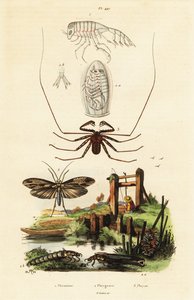 Peitschenspinne und Köcherfliege
