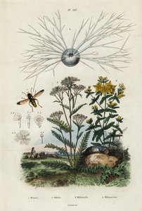 Schafgarbe, Johanniskraut, Foraminiferen und Schwebfliege, 1834-1839 (Gravur)