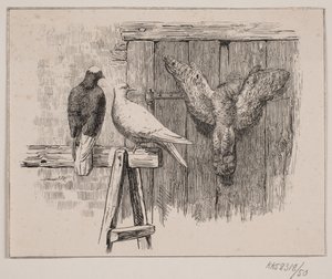 Die Tauben von Johan Adolph Kittendorff