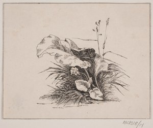 Die Veilchen von Johan Adolph Kittendorff