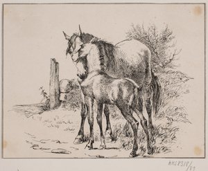 Das Pferd und das Fohlen von Johan Adolph Kittendorff