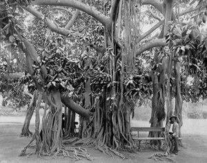 Banyanbaum, Kingston Park, Jamaika, ca. 1905