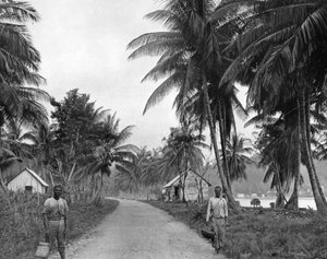 Kokospalmenhain, Port Antonio, Jamaika, um 1905