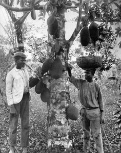 Jackfrucht, Jamaika, um 1905