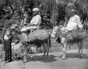 Auf dem Weg ins Gefängnis, Jamaika, um 1905
