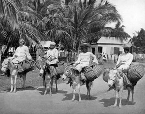 Auf dem Heimweg vom Markt, Jamaika, um 1905