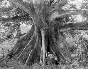 Tom Cringles Baumwollbaum, Spanish Town Road, Jamaika, um 1905 von Adolphe Duperly and Son