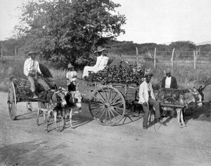 Holzkarren, Jamaika, ca. 1905 von Adolphe Duperly and Son