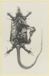 Aufgeschnittener grüner Leguan mit sichtbaren Organen von Adolphe Louis Donnadieu