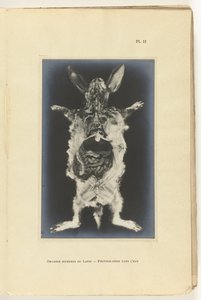 Aufgeschnittenes Kaninchen mit sichtbaren Organen von Adolphe Louis Donnadieu