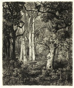 Alte Eichen bei Bas Bréau