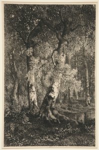 Die Buchen von Adolphe Martial Potemont