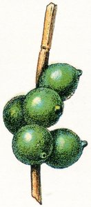 Tintenfischeier von Adolphe Philippe Millot