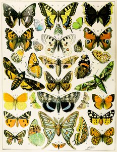 Illustration von Schmetterlingen und Motten ca. 1923