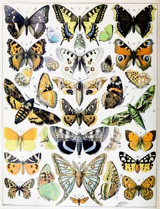 Illustration von Schmetterlingen und Motten