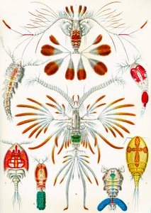 Illustration von Copepoden, ca. 1909